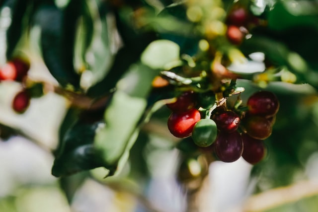 Coffee Plantaion
