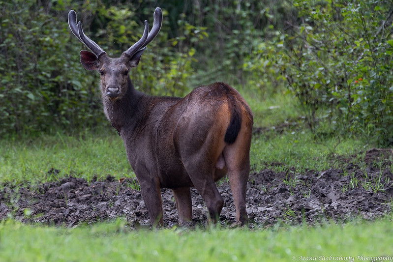Nagarhole national park Coonoor
