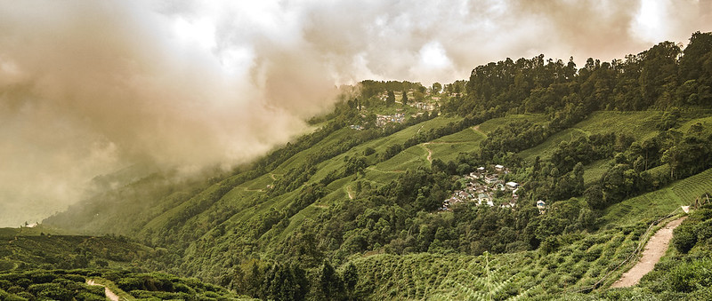 tea garden