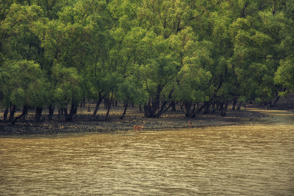 Sundarban forest