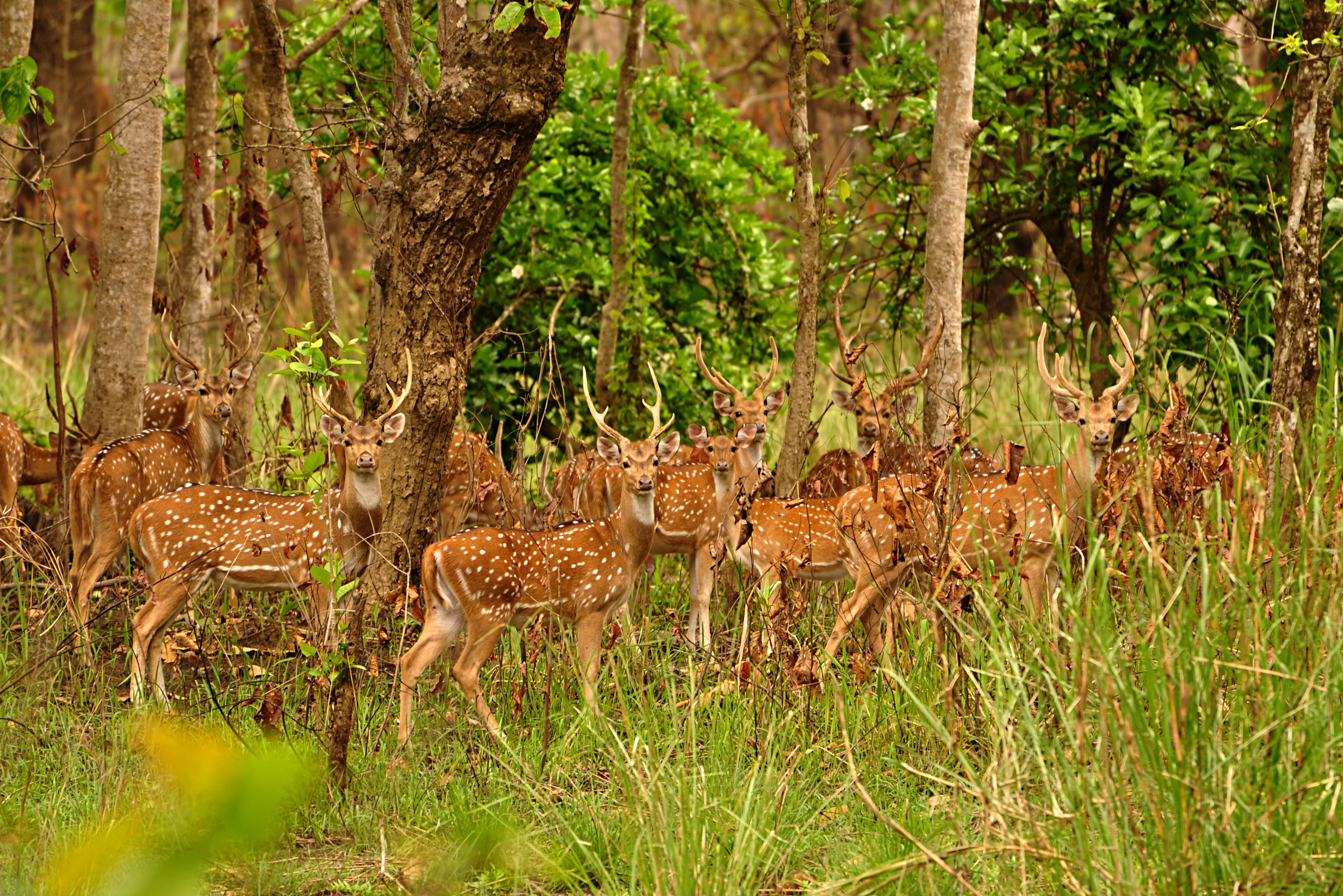 Nepal Wild Nature Tour
