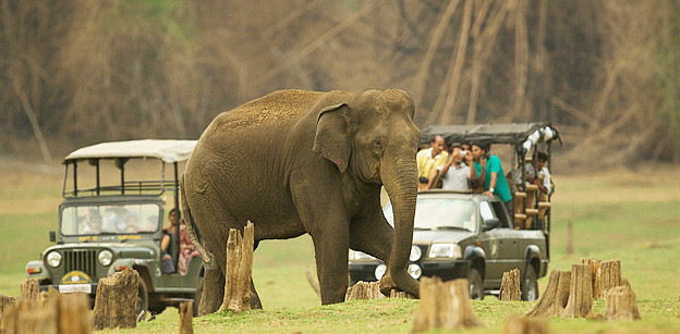 Bandipur national park jeep safari