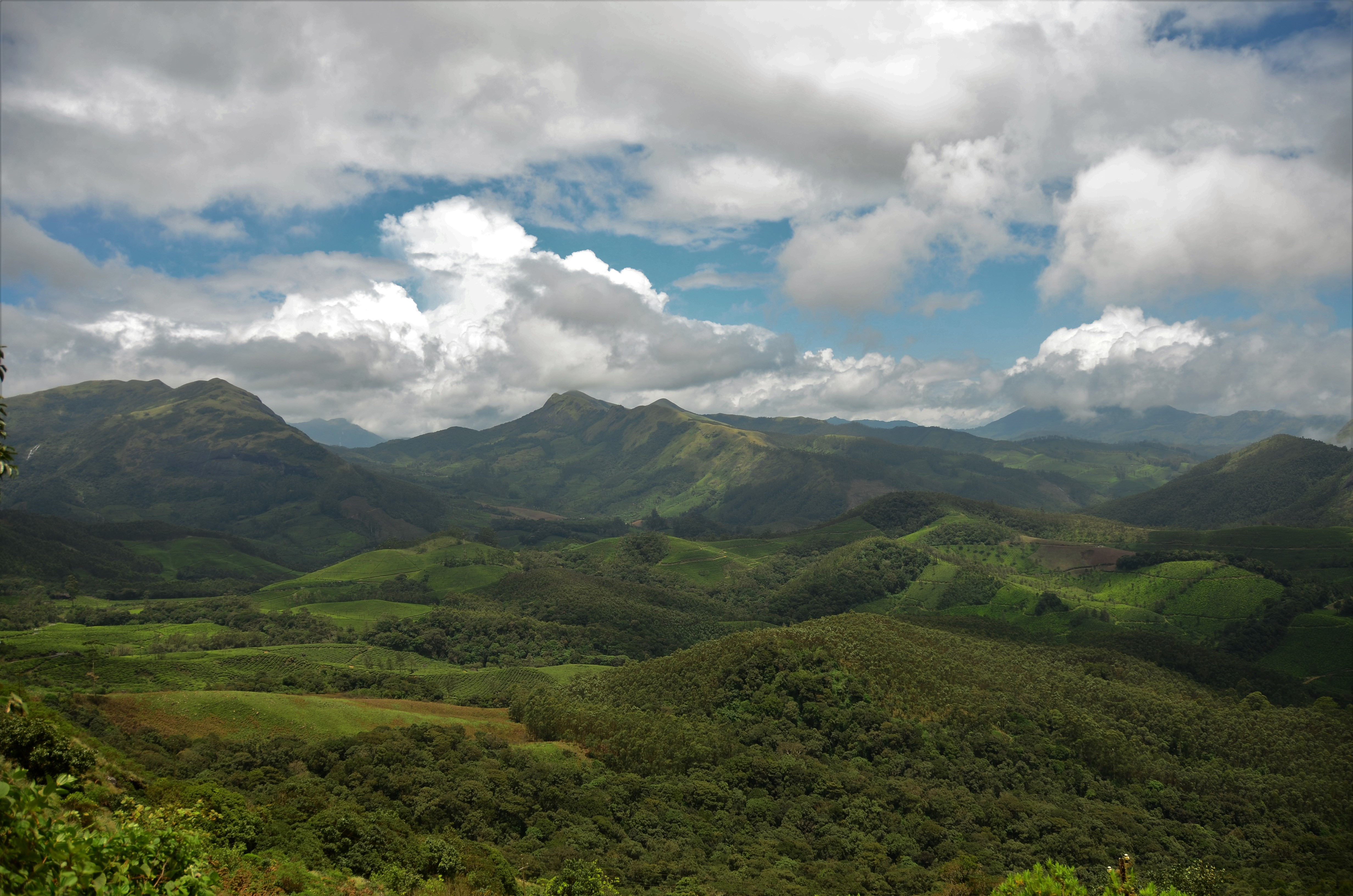 Munnar - Tea plantations