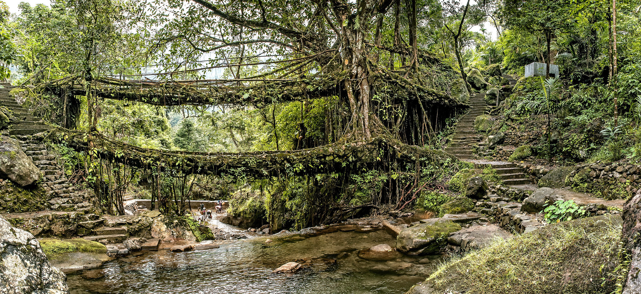 Double Decker Living Root Bridge