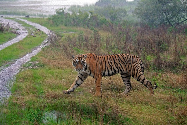 Tiger at Ranthabore National Park