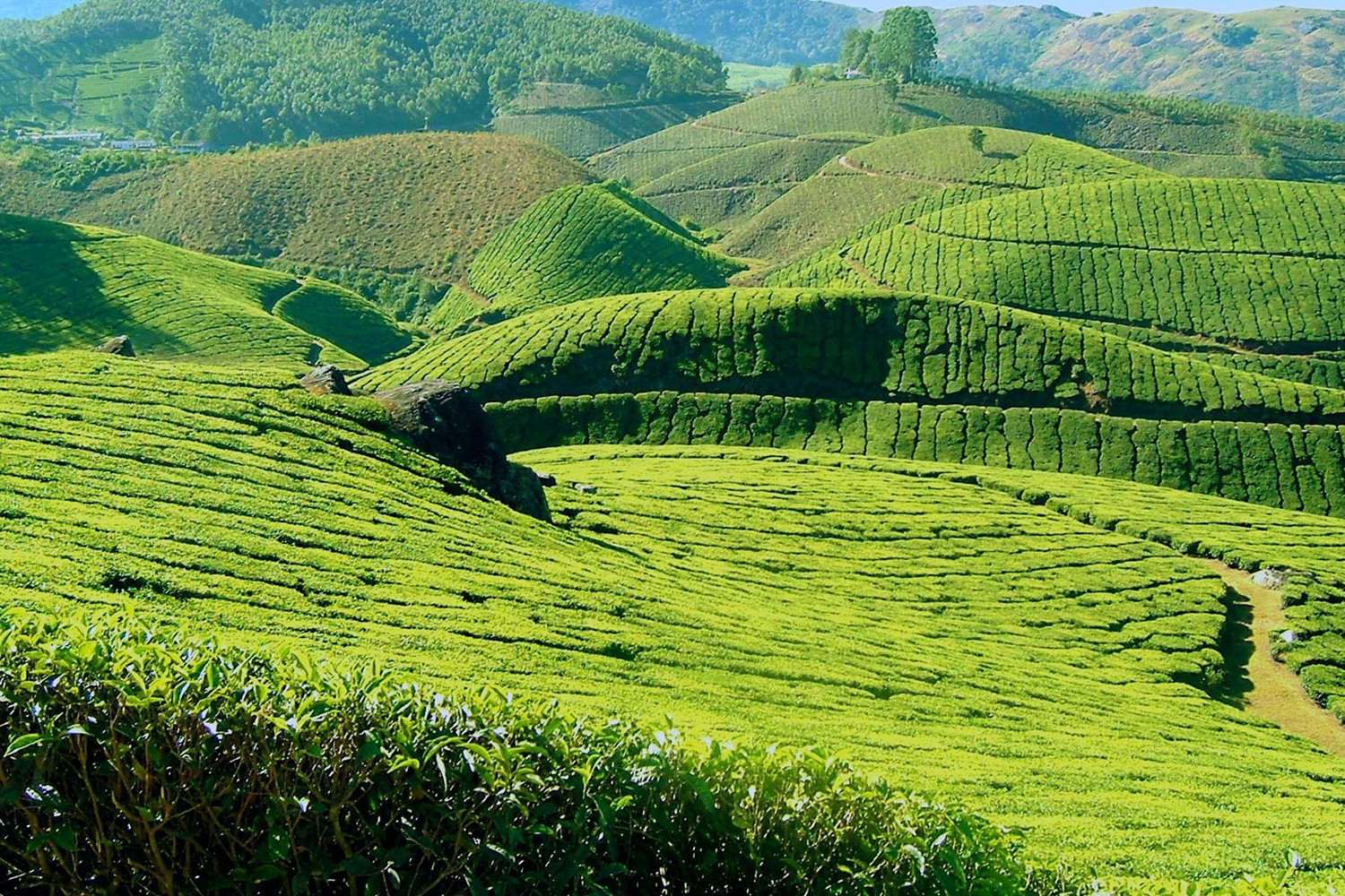 Amazing Munnar