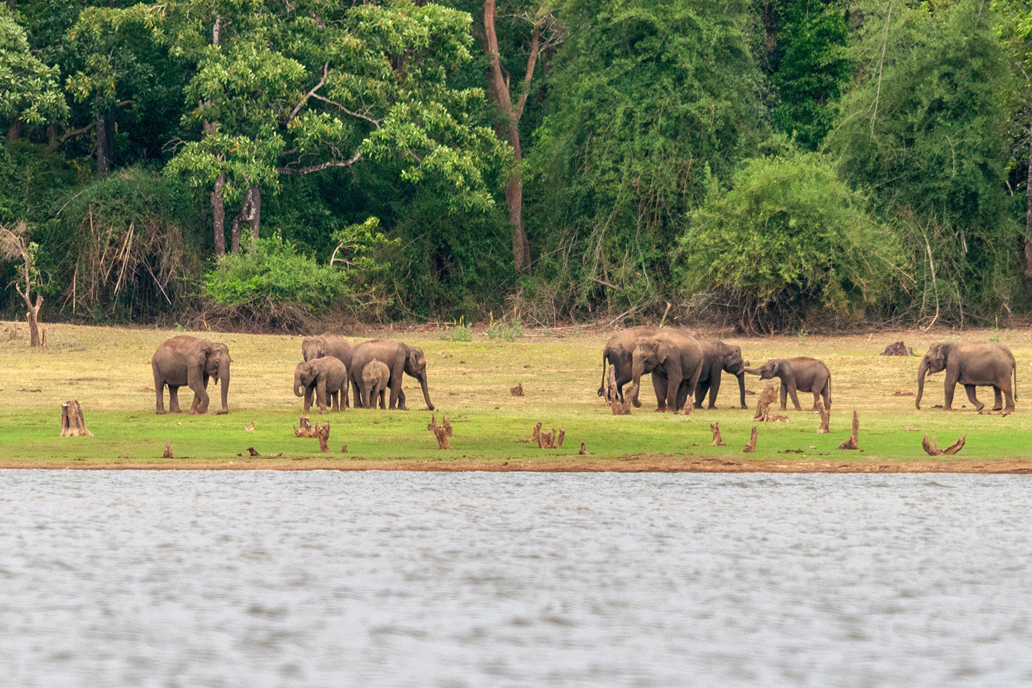 Wayanad Tour with Mysore & Kabini