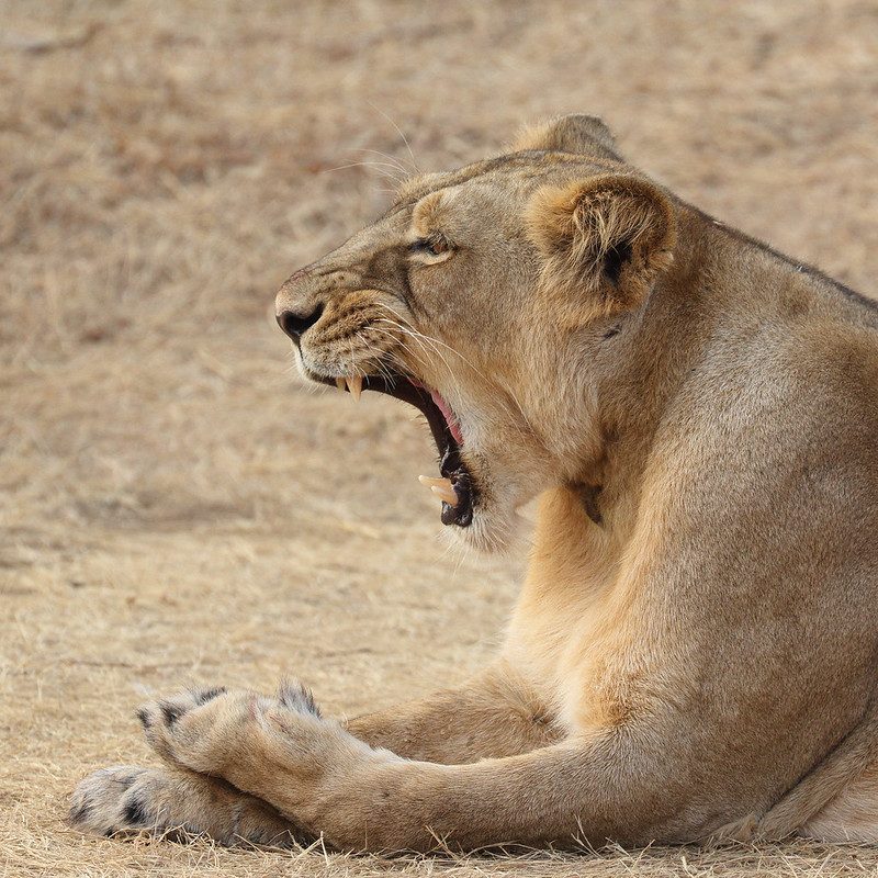 Sasan gir