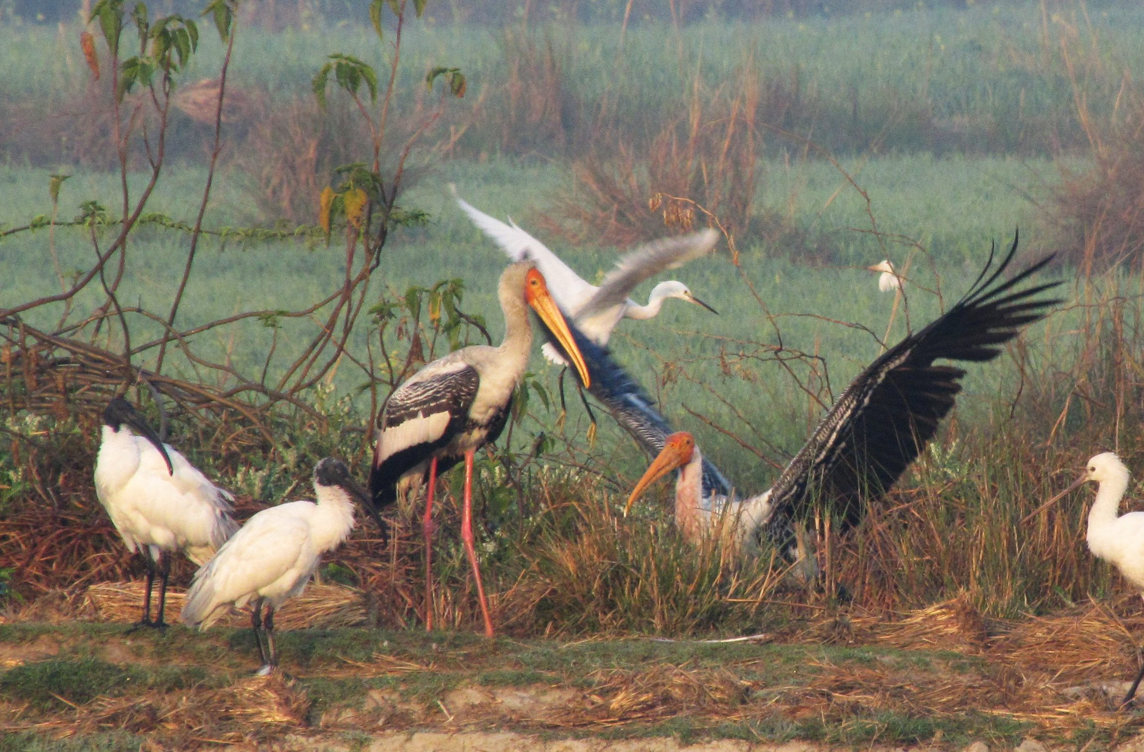 Chitwan National Park bird watcinh