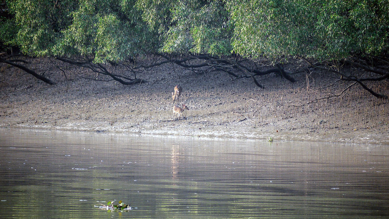 Mangrove forest