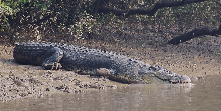 crocodile