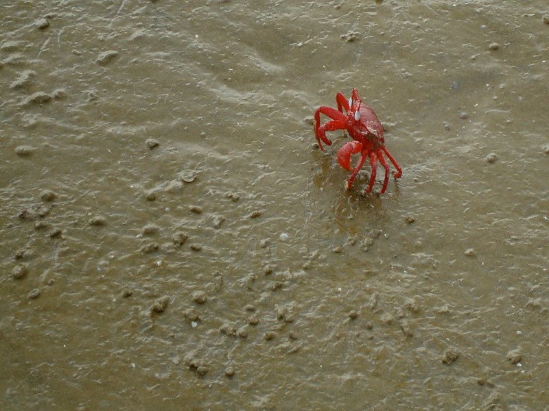 Red crab