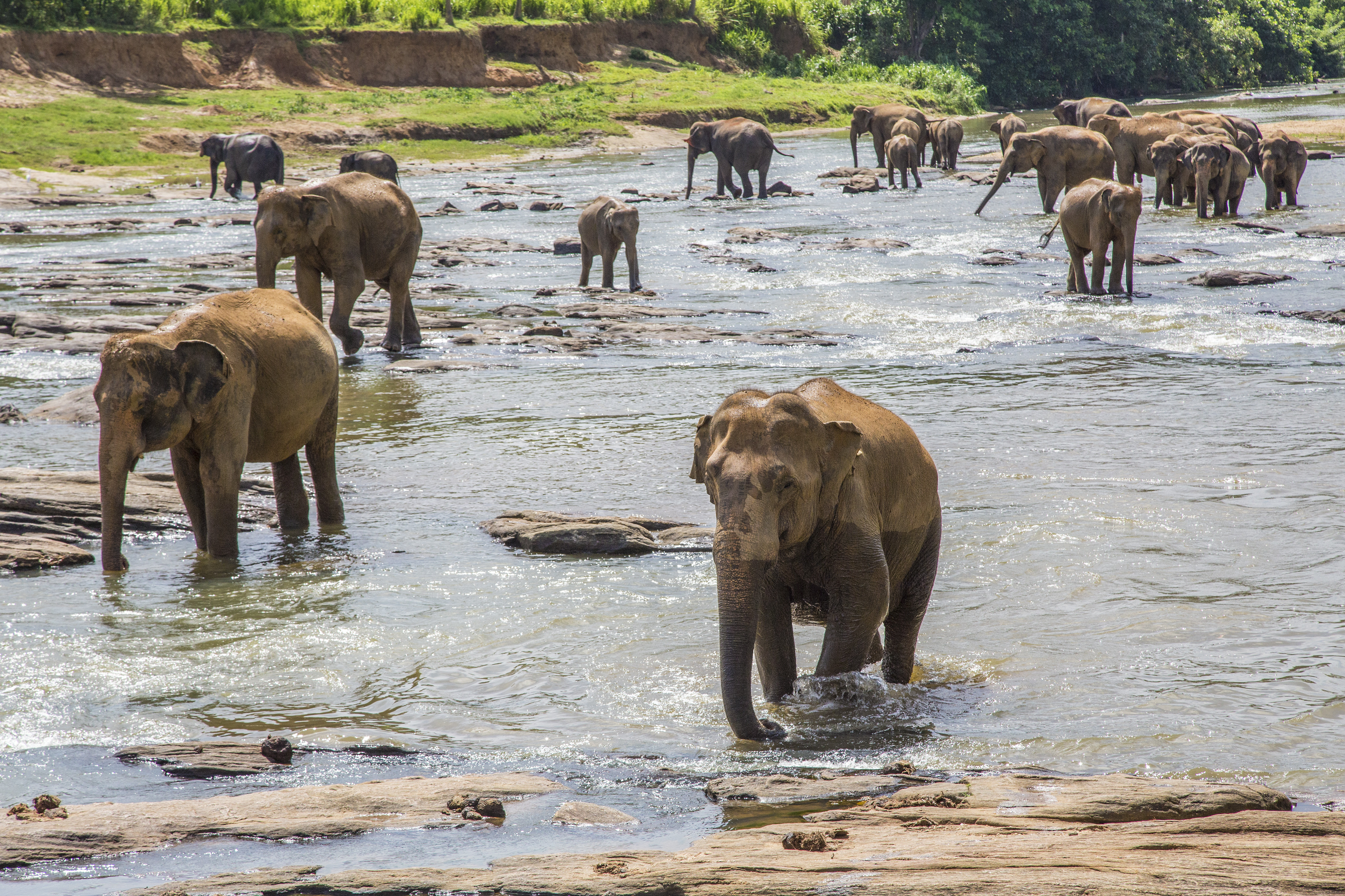Elephants in Jim Corbett