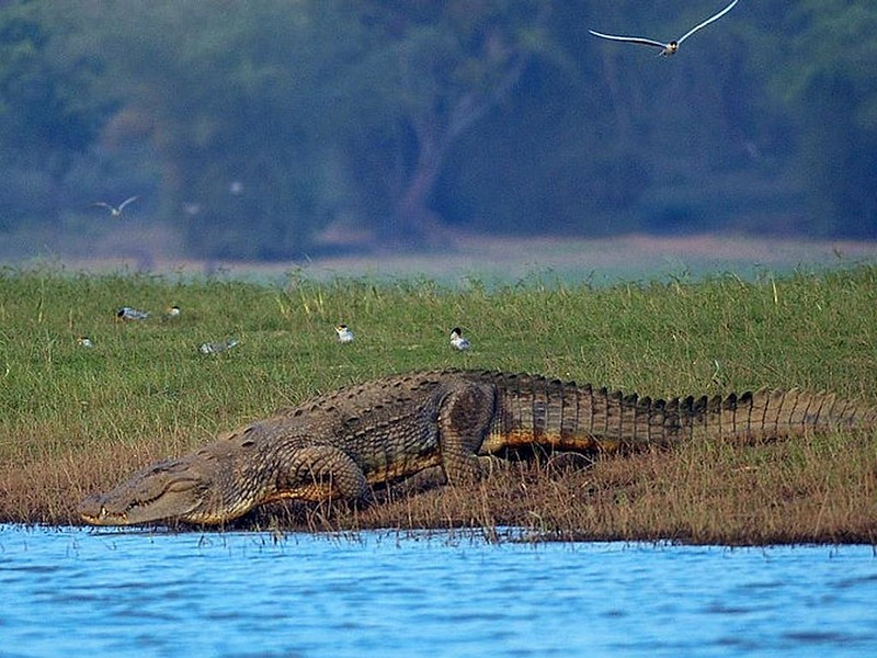 Nagarhole national park