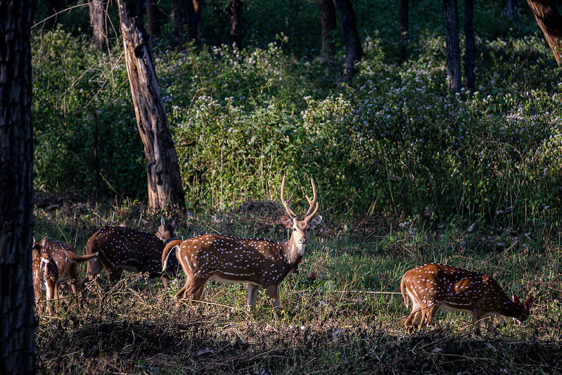 Ooty Deer Park